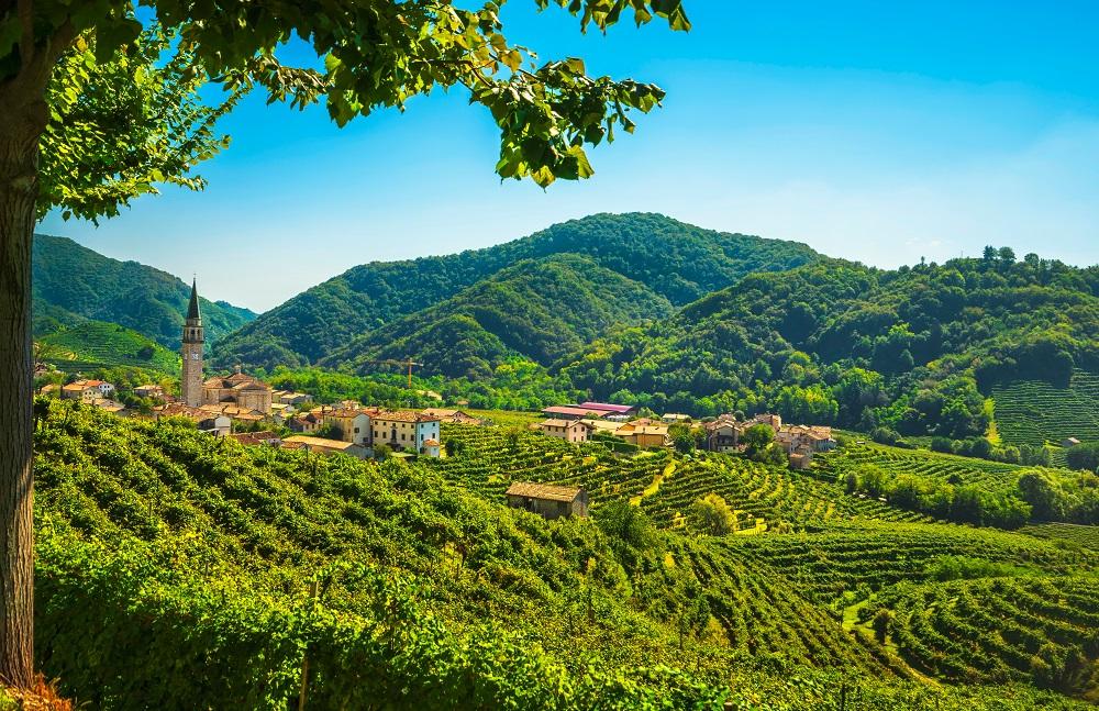 Prosecco szőlőültetvenyek