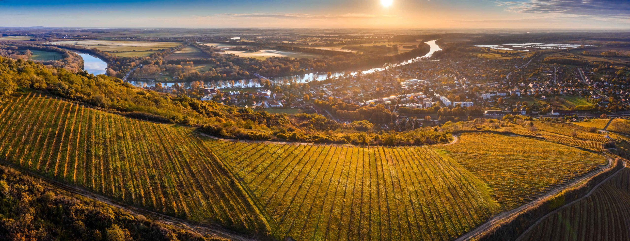 Tokaj furmint ültetvények