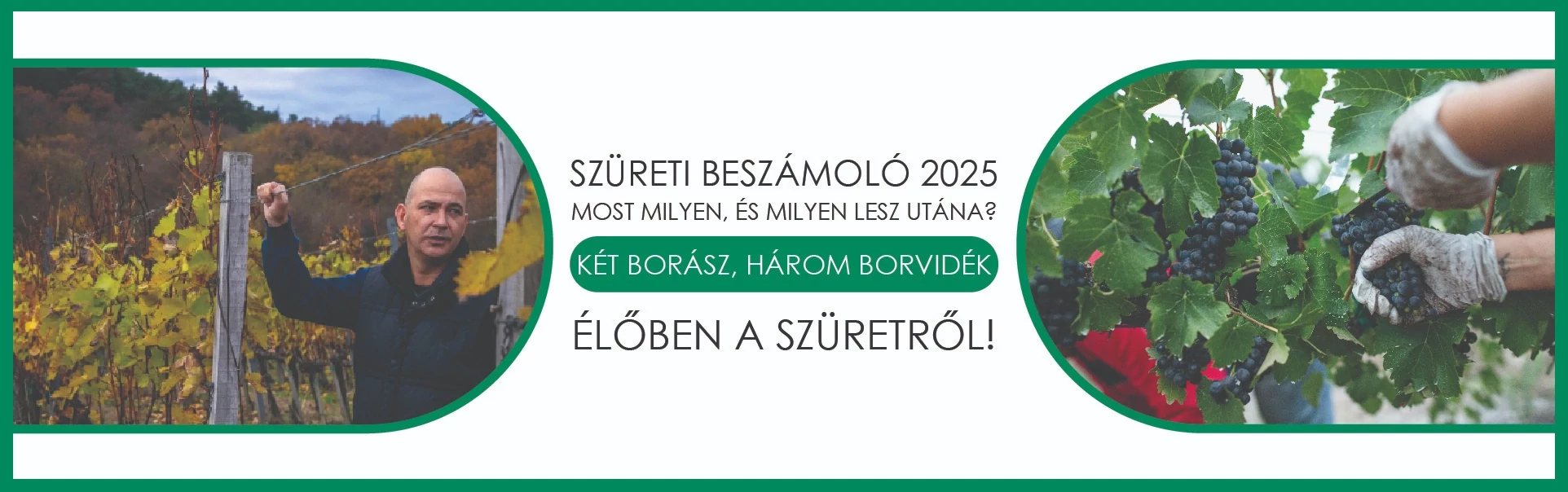 Szüret 2025