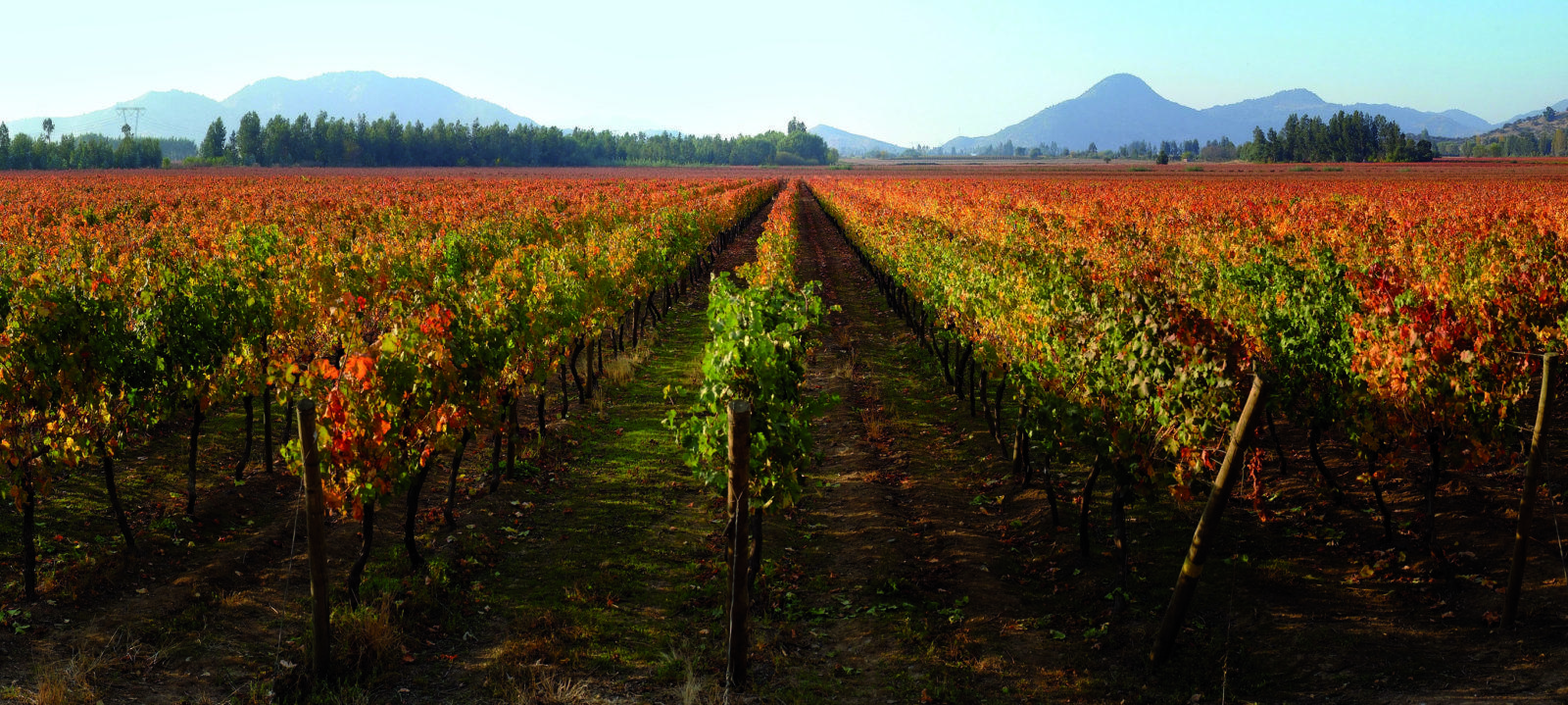 Carmenere szőlőterület Chilében, a chilei borvidékeken