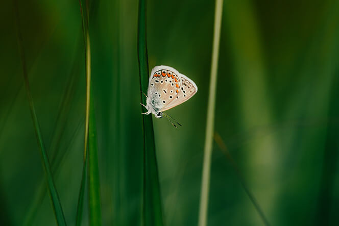 Fenntartható szőlőművelés Sauskánál
