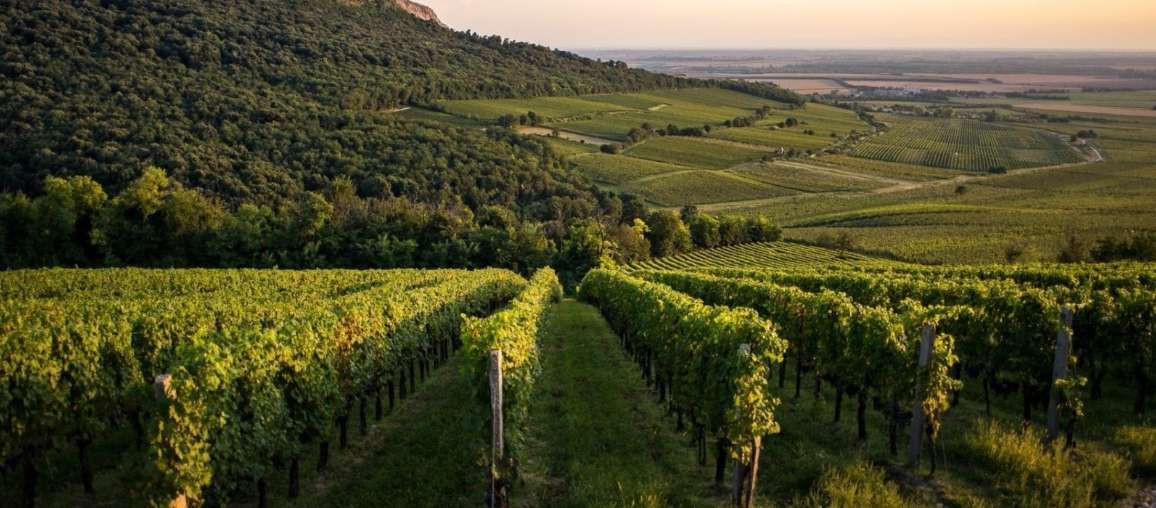 Vylyan Herka Chardonnay 2023