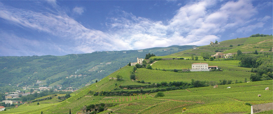 Rhone völgye - Syrah-Chapoutier Borászat