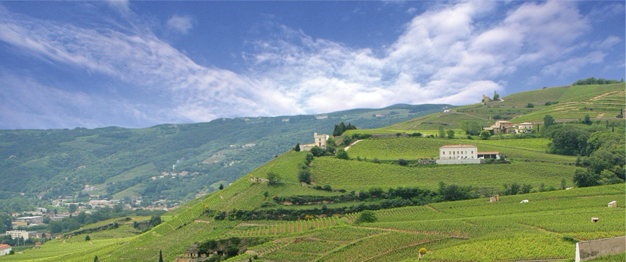 Francia borok - Rhone völgye és a syrah