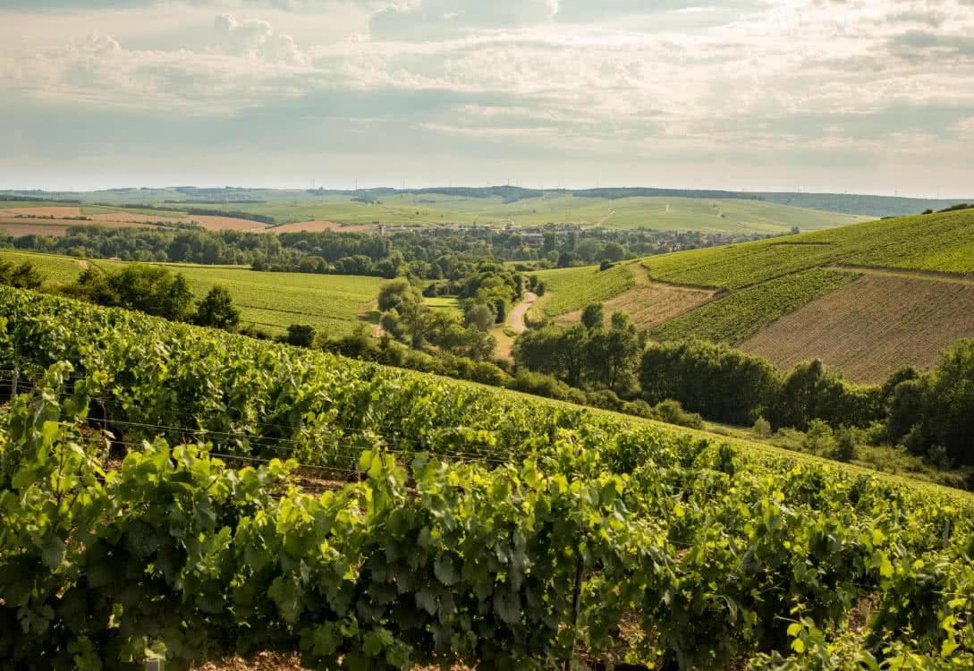 Chablis borvidék
