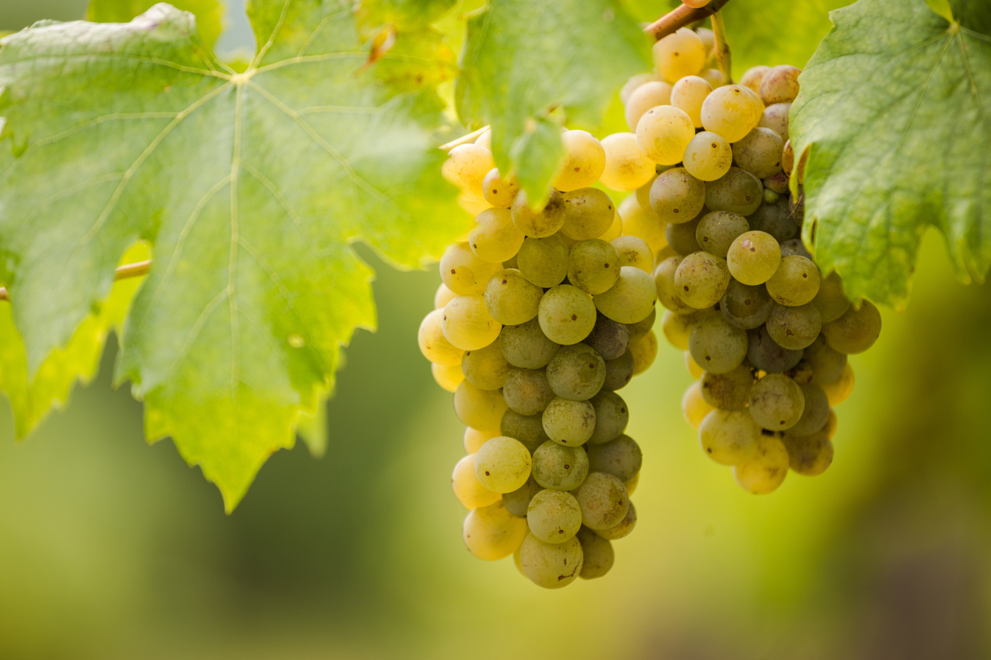 Furmint borok – Furmint Február