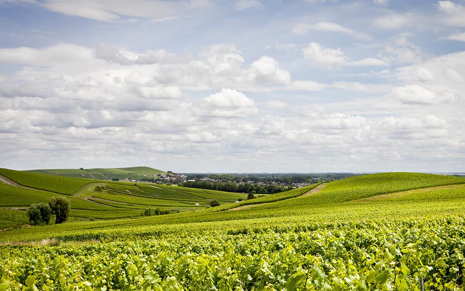 Champagne vidék - Pommery szőlőültetvények