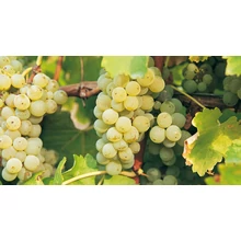 Sauvignon Blanc