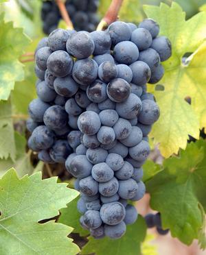 Primitivo