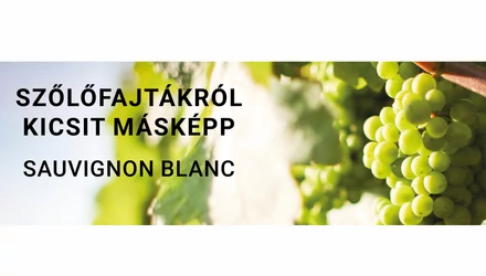 Sauvignon Blanc – Az elegáns vadóc - Szőlőfajtákról kicsit másképp