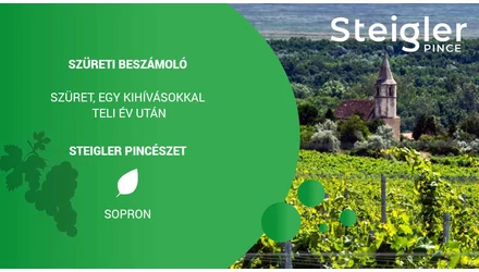 Szüreti beszámoló 2021 - Steigler Pincészet
