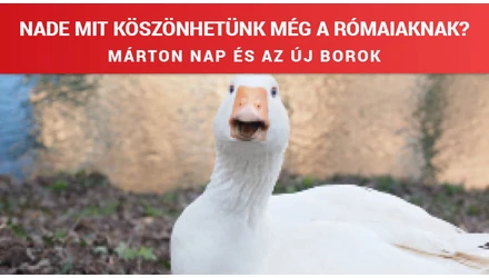 Márton-nap és az Újborok 