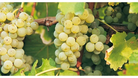 Nemzetközi Sauvignon Blanc Nap - Magyar sikerek