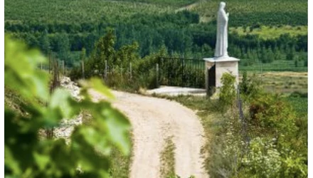 Szüreti beszámoló 2020 - Lóska Zoltán a Gróf Buttler borászat szüretéről