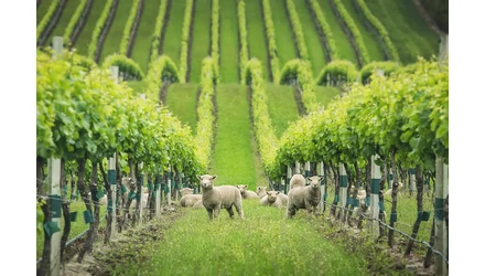 Yealands Borok: Portfólió Borkóstolót tartottunk